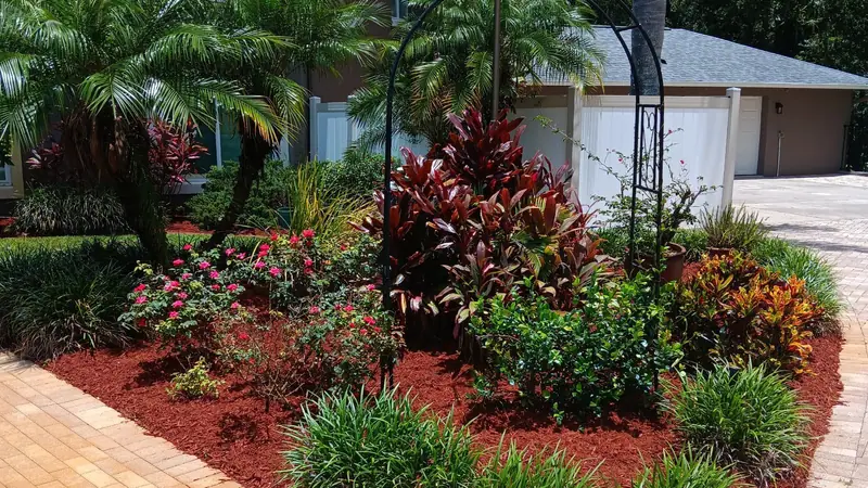 Island bed with crotons, roses and ti plants beside a paver driveway