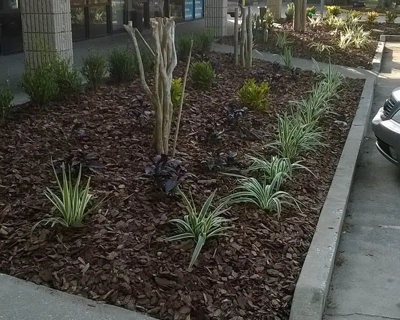Commercial storefront bed with pine bark and flax lily