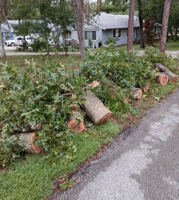 Oak trunk cut into rounds and stacked at the curb with brush