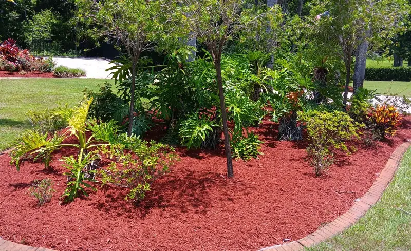 Curved island bed in fresh red mulch with tropical shrubs and palms