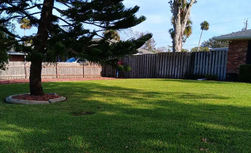 St. Augustine lawn with a Norfolk Island pine in a stone ring