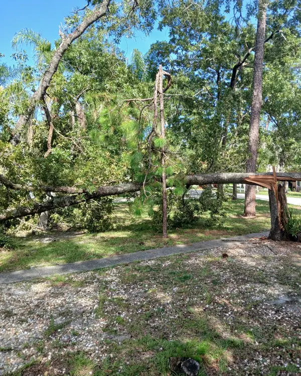 Split oak tree down across a front yard after a storm